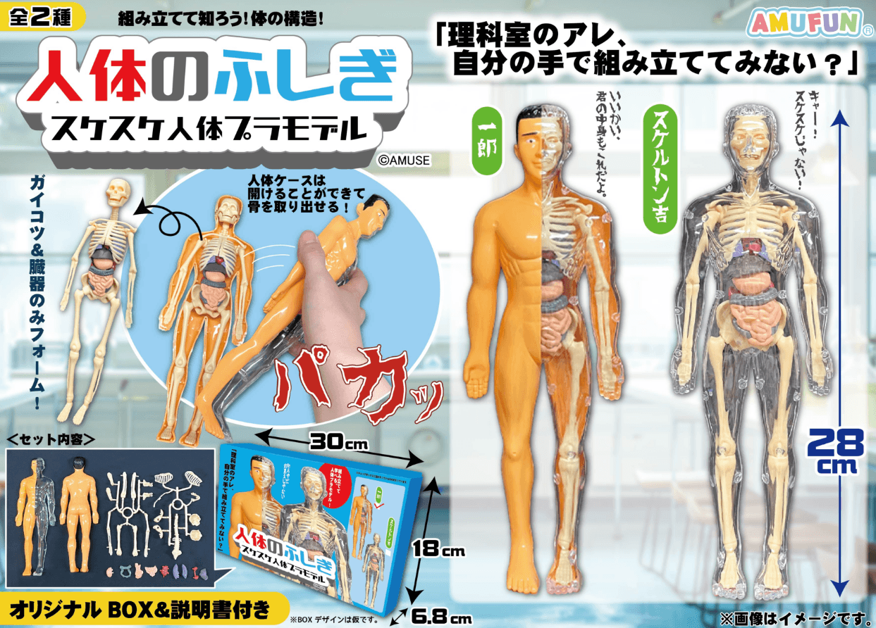 人体のふしぎスケスケ人体プラモデル